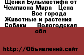 Щенки Бульмастифа от Чемпиона Мира › Цена ­ 1 000 - Все города Животные и растения » Собаки   . Вологодская обл.